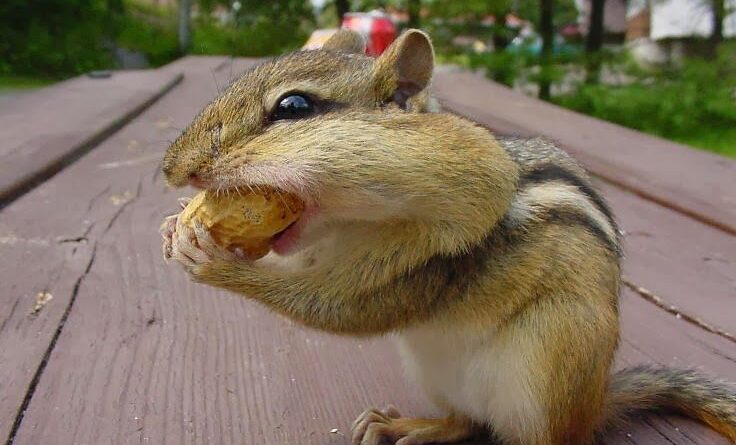 chipmunk removal