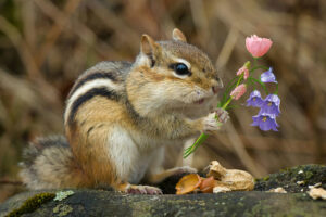 chipmunk removal