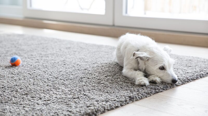 How Can Dog Odor Be Effectively Removed From Blankets