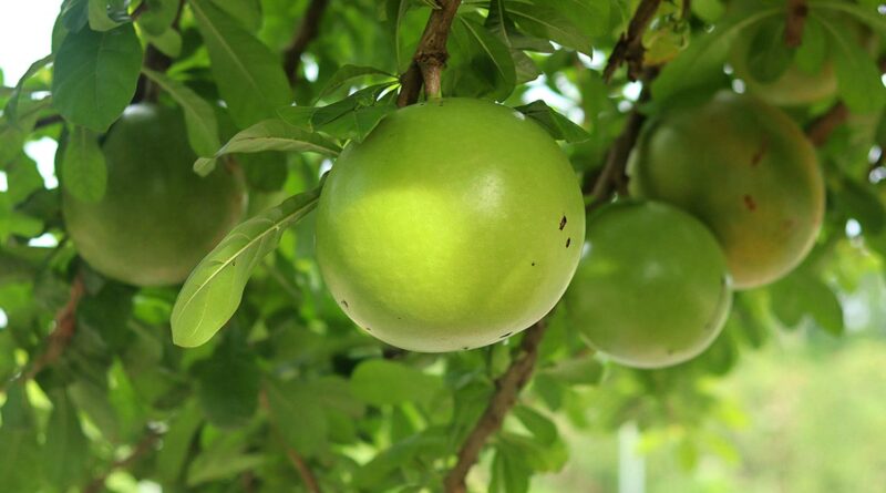 Cultivating Bael Fruit: A Comprehensive Guide to Bael Farming in India