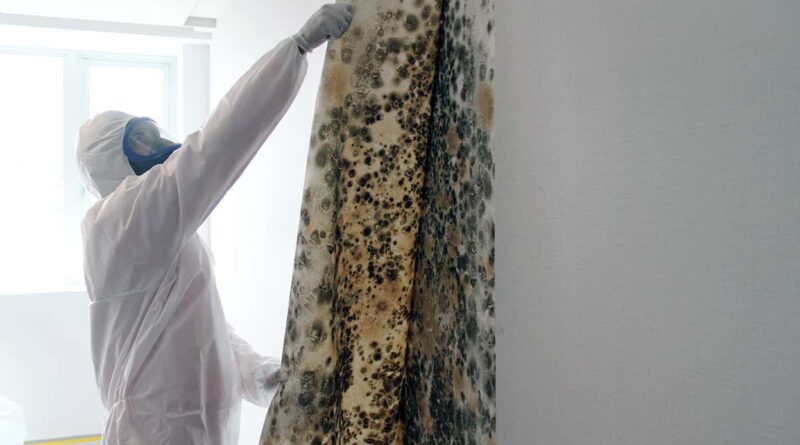 mold remediation mold removal