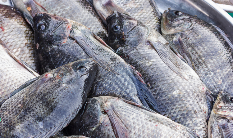 Global Tilapia Market