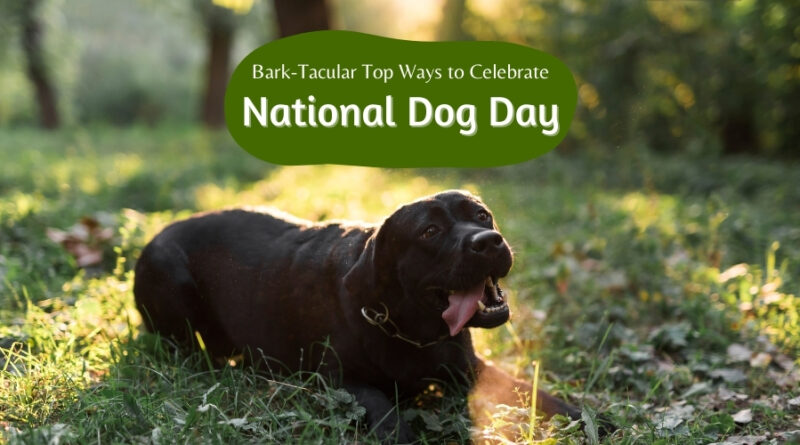 Bark-tacular Top Ways to Celebrate National Dog Day