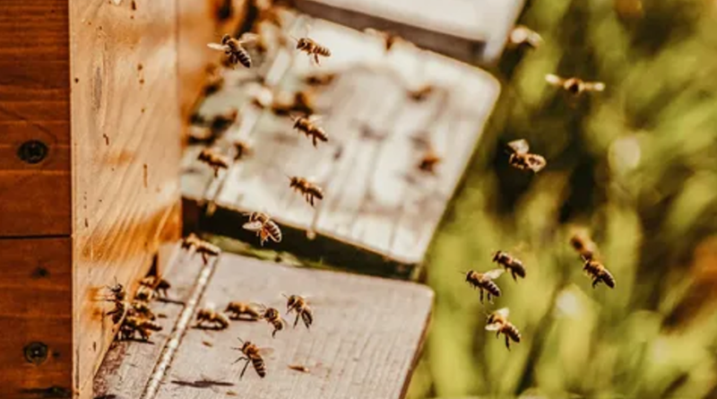 Why Bees Are Considered Keystone Species