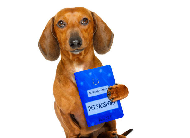 eu pet passport