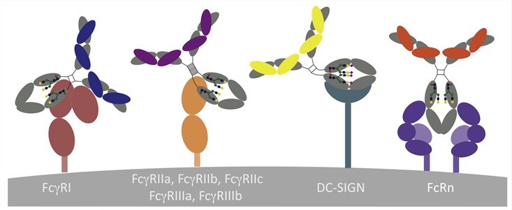 2 9 2 Fc Gamma Receptor Binding Assay Services 1