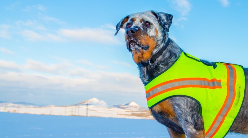 best puppy vests