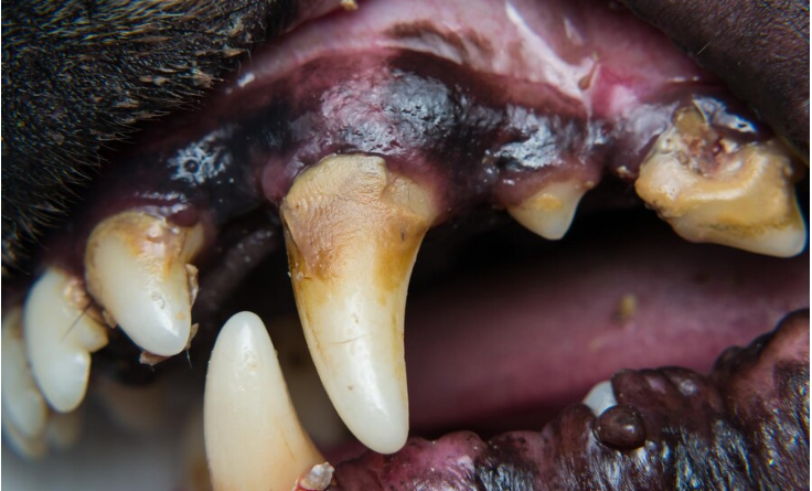 black spots on teeth that aren't cavities