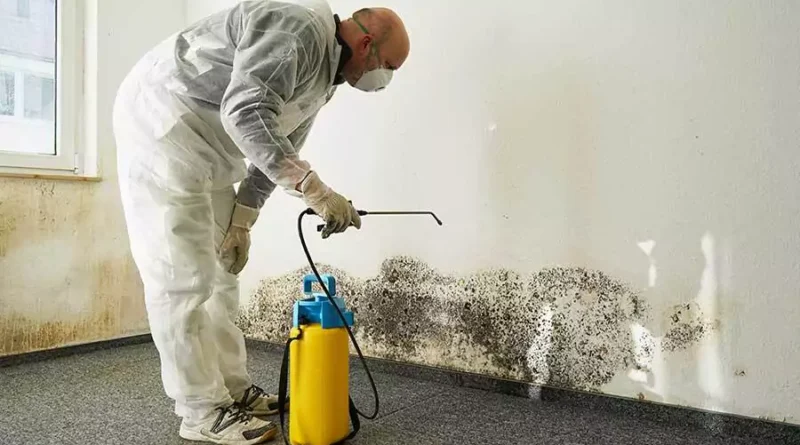 mold inspection